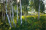 Trunks of birch trees with grass and flowers in summer