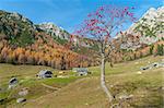 Rowan tree on mountain meadow. High mountains in the background.