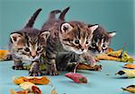 Autumn group portrait of small kittens in fallen dry leaves . Studio shot.