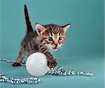 Small  kitten among Christmas stuff . Studio shot.