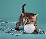 Cute little kitten playing with white Christmas ball . Studio shot.