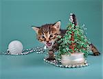 Small  kitten against Christmas tree . Studio shot.