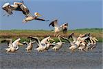 a group of pelicans in the Danube Delta, Romania