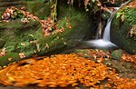 Autumn creek with colorful leaves and many stones