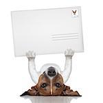 mail dog lifting a big and blank envelope