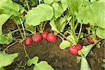 Red radishes roots growing in the soil of vegetable garden close-up