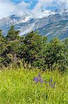 Summer mountain landscape with purple wild flowers in front  (Alps, Switzerland)