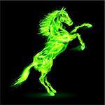 Green fire horse rearing up. Illustration on black background.