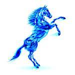 Blue fire horse rearing up. Illustration on white background.