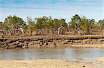 A mangrove forest on the coast, Madagascar