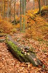 Autumn forest with colorful falling leaves and trunk