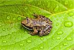 Miniature from sitting on a Wet Leaf in Forest