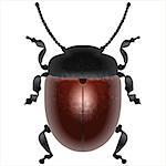 vector image of the beetle, isolated object on a white background brown