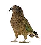 Kea - Nestor notabilis, is a parrot