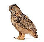 Eurasian Eagle-Owl (Bubo bubo) is a species of eagle owl
