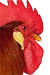Rooster Leghorn,  chicken, poultry, farm animal