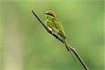 beautiful Green Bee-eater (Merops orientalis) in Thailand