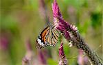 beautiful Common Tiger butterfly (Danaus genutia) at flower garden