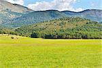 Sunny Meadow in the French Alps