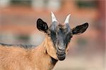 funny brown goat portrait  looking towards the camera