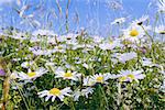 evening shoot of spring daisy flower field