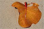 a leaf in the summer beach in jamaica