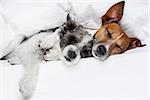 two dogs in love sleeping together in bed