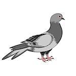 A pigeon on a white background. Vector-art illustration