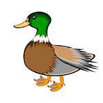 A duck on a white background. Vector-art illustration