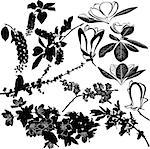 magnolia, cherry, cherry and apple tree twigs vector
