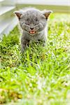 Young grey kitten lying in the garden on fresh green grass