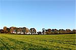 View across a green farm field edged by deciduous trees in autumn