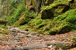 Autumn forest with colorful falling leaves and way