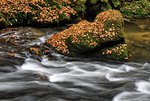 Autumn river with fast flowing water and rocks filled - leaves