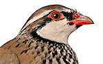 Red-legged Partridge or french Partridge(Alectoris rufa) is a gamebird in the pheasant family