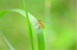 beautiful insect standing on green grass leaf in tropical area