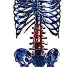 Glass skeleton 3D concept close up of spinal and chest in pain. Isolated over white background.