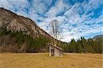 Meadow with barn and big tree.