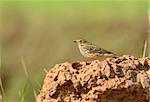 beautiful immature Red-throated Pipit (Anthus cervinus) standing on the rock