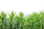 Corn field in summer. Isolated over white background.