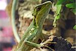 A large lizard sitting on a log in the cage