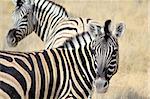 Herd of Burchell´s zebras in Etosha wildpark, Okaukuejo waterhole. Namibia