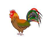 A beautiful rooster isolated on a white background. Vector-art illustration