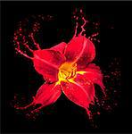 bright flower with red splashes on black background