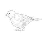 A monochrome sketch of titmouse. Vector-art illustration isolated on a white background