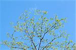 limb of a tree against a blue sky