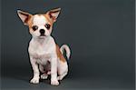 Sweet chihuahua  puppy on gray background with space for text.