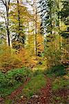 Autumn Colorful Trees in Mountain Forest with Small Path