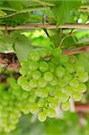 grapes with green leaves on the vine. fresh fruits