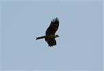 beautiful alone Black Kite (Milvus migrans) flying in the sky